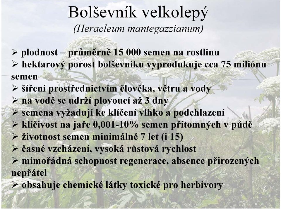 ke klíčení vlhko a podchlazení klíčivost na jaře 0,001-10% semen přítomných v půdě životnost semen minimálně 7 let (i 15) časné