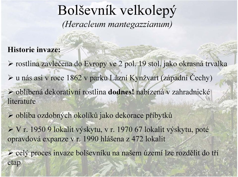 nabízená v zahradnické literatuře obliba ozdobných okolíků jako dekorace příbytků V r. 1950 9 lokalit výskytu, v r.