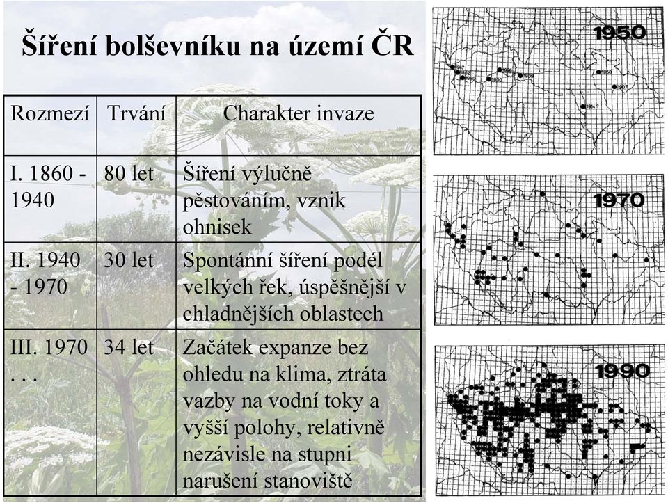 .. 80 let 30 let 34 let Šíření výlučně pěstováním, vznik ohnisek Spontánní šíření podél