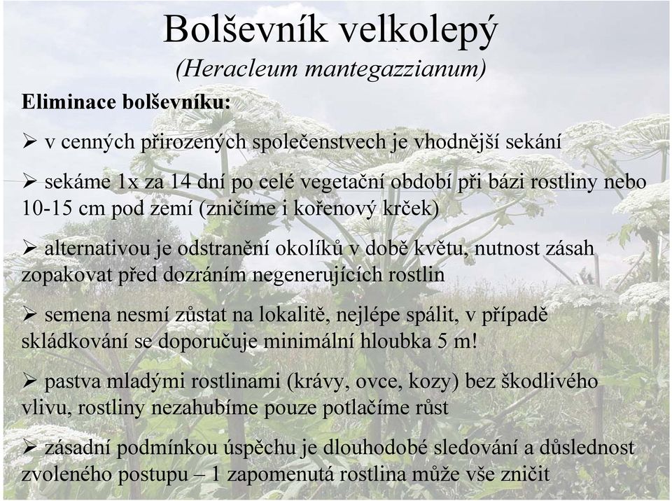 rostlin semena nesmí zůstat na lokalitě, nejlépe spálit, v případě skládkování se doporučuje minimální hloubka 5 m!