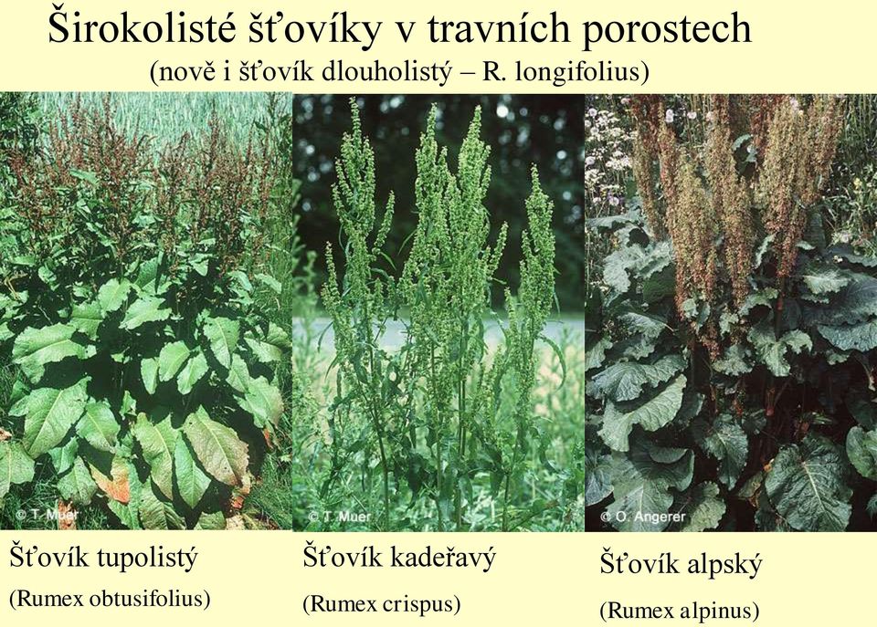 longifolius) Šťovík tupolistý (Rumex