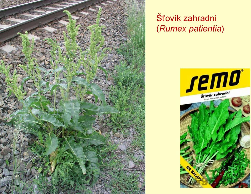 (Rumex