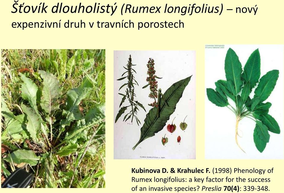 (1998) Phenology of Rumex longifolius: a key factor for