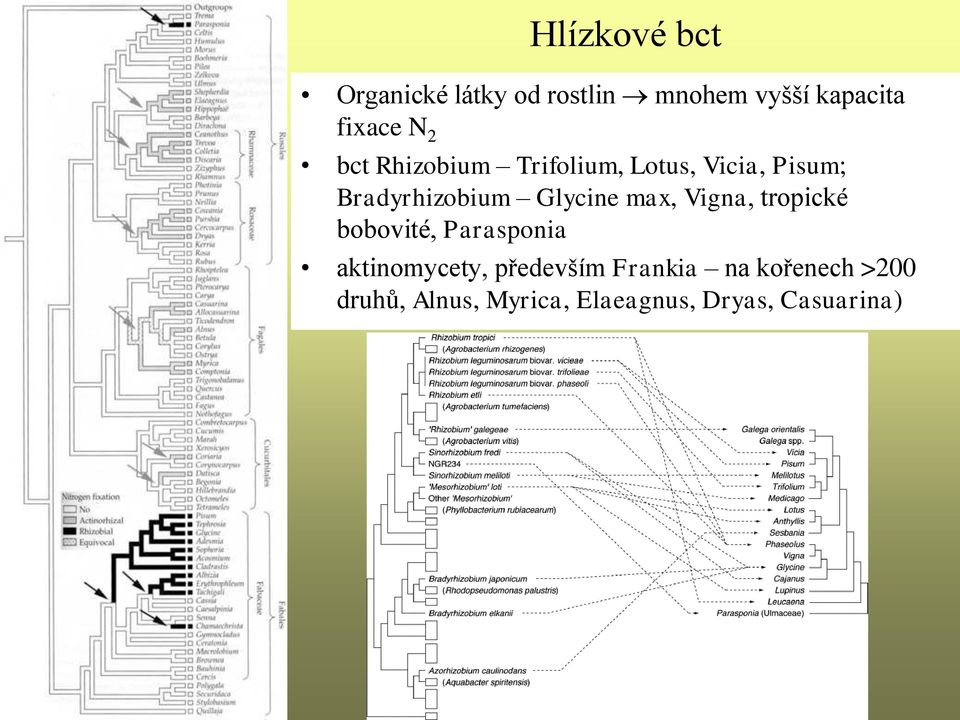 max, Vigna, tropické bobovité, Parasponia aktinomycety, především