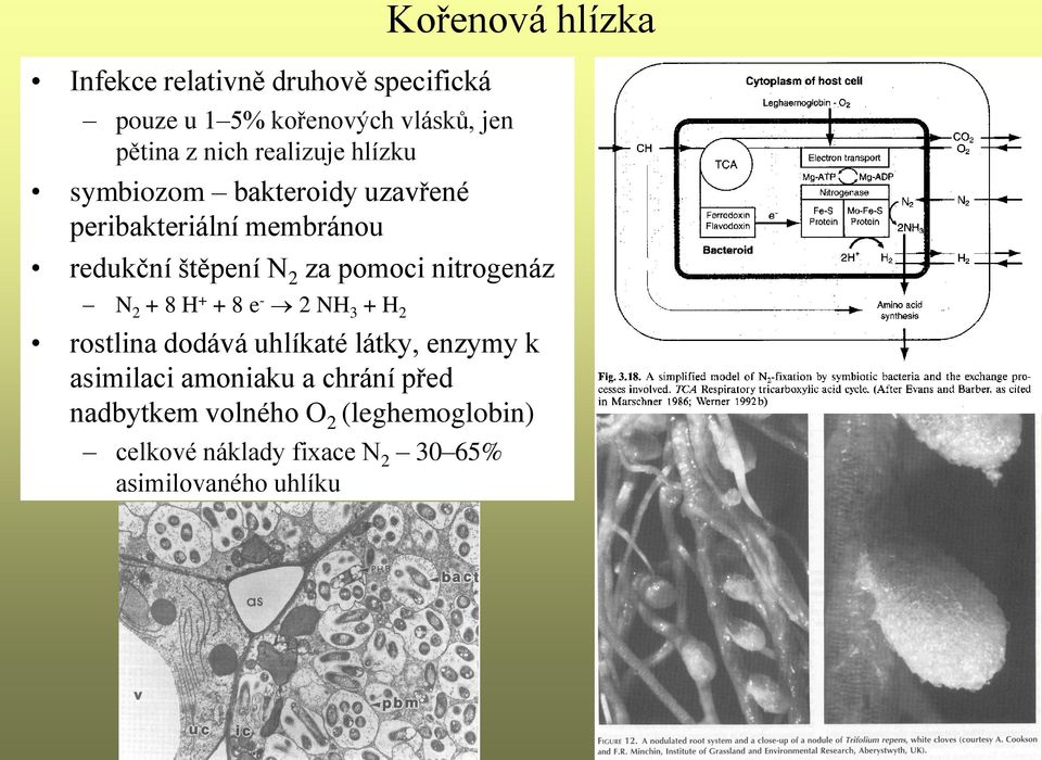 nitrogenáz N 2 + 8 H + + 8 e - 2 NH 3 + H 2 rostlina dodává uhlíkaté látky, enzymy k asimilaci amoniaku