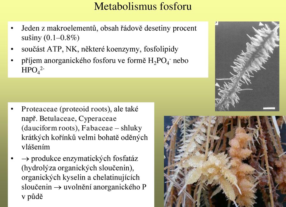 (proteoid roots), ale také např.