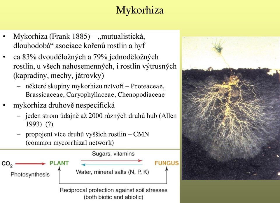 mykorhizu netvoří Proteaceae, Brassicaceae, Caryophyllaceae, Chenopodiaceae mykorhiza druhově nespecifická jeden