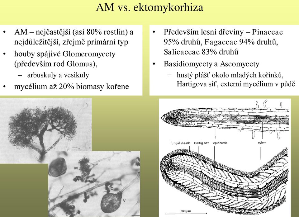 spájivé Glomeromycety (především rod Glomus), arbuskuly a vesikuly mycélium až 20% biomasy