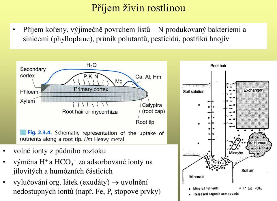 půdního roztoku výměna H + a HCO 3 - za adsorbované ionty na jílovitých a humózních