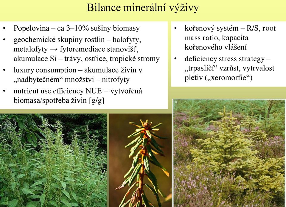 nadbytečném množství nitrofyty nutrient use efficiency NUE = vytvořená biomasa/spotřeba živin [g/g] kořenový