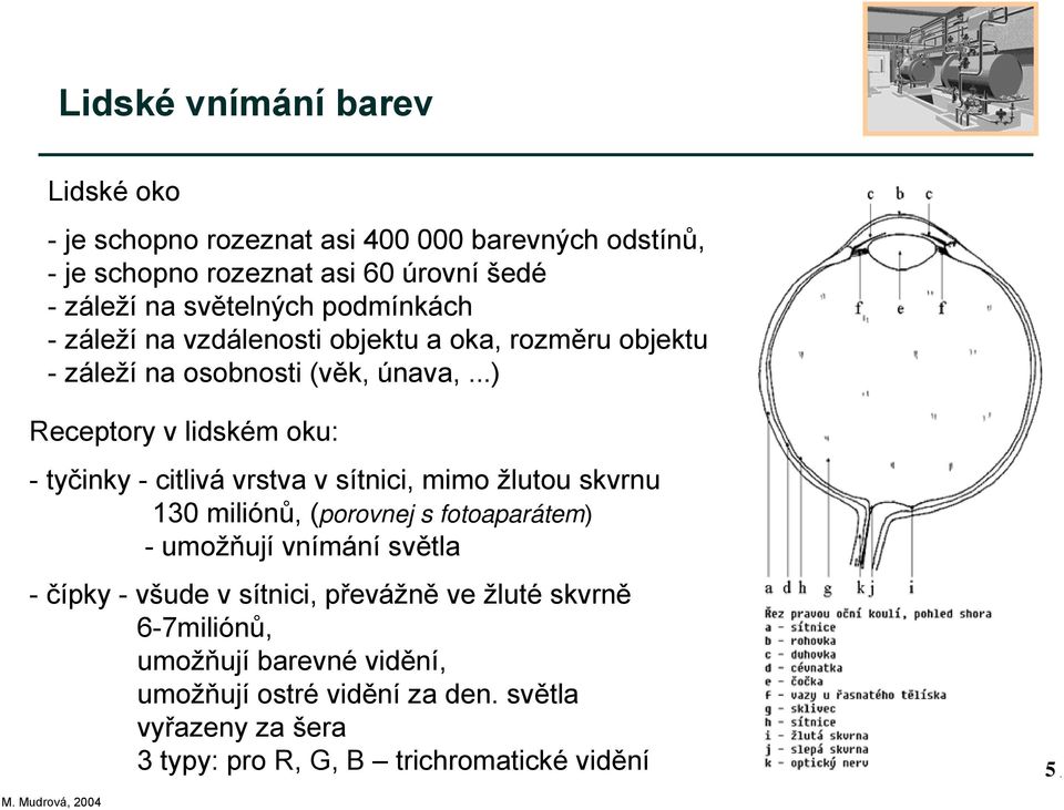 ..) Receptory v lidském oku: -tyčinky - citlivá vrstva v sítnici, mimo žlutou skvrnu 130 miliónů, (porovnej s fotoaparátem) -umožňují vnímání