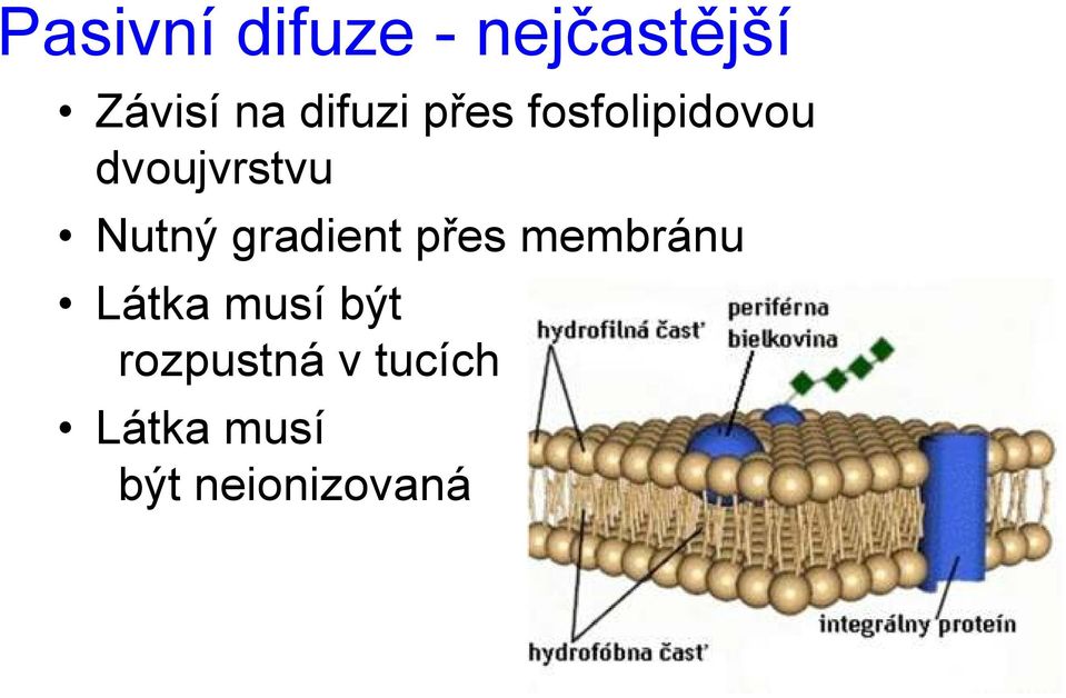 Nutný gradient přes membránu Látka musí