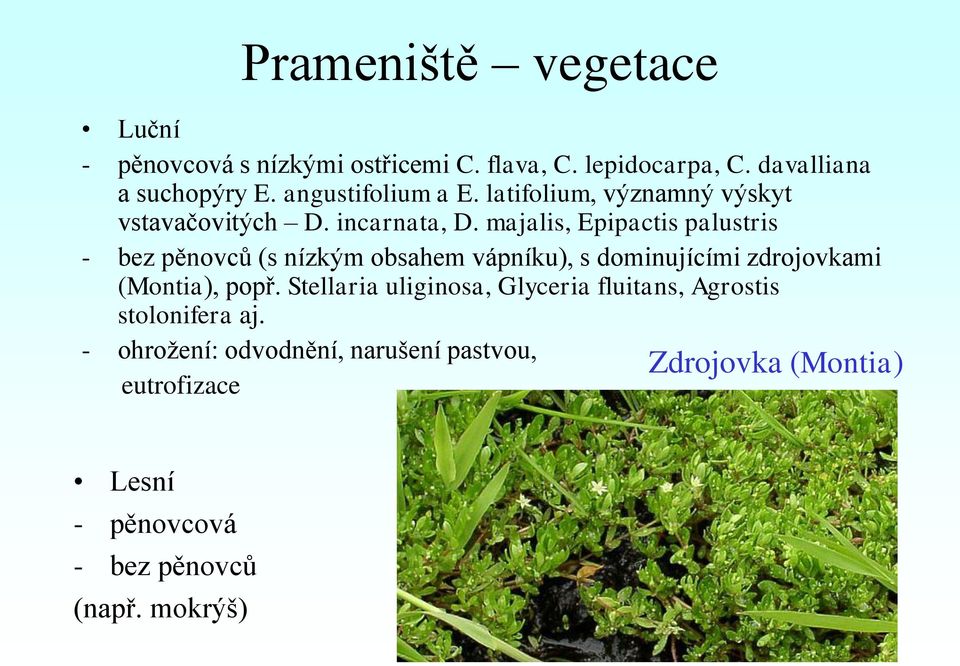 majalis, Epipactis palustris - bez pěnovců (s nízkým obsahem vápníku), s dominujícími zdrojovkami (Montia), popř.