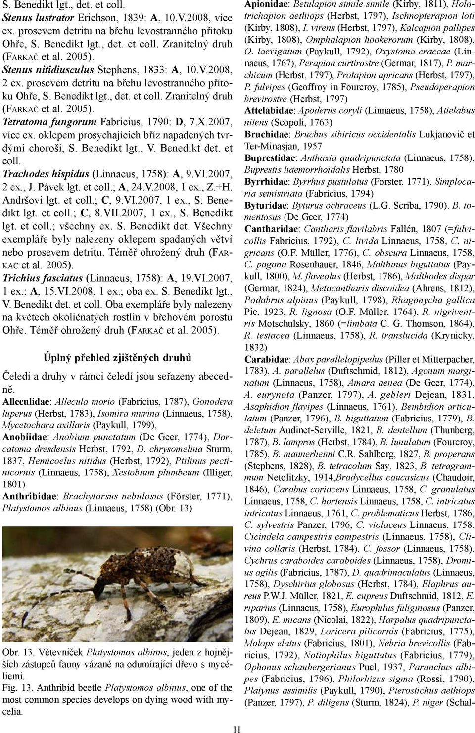 Tetratoma fungorum Fabricius, 1790: D, 7.X.2007, více ex. oklepem prosychajících bříz napadených tvrdými choroši, S. Benedikt lgt., V. Benedikt det. et coll. Trachodes hispidus (Linnaeus, 1758): A, 9.