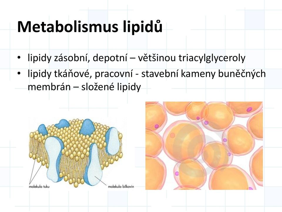 lipidy tkáňové, pracovní - stavební