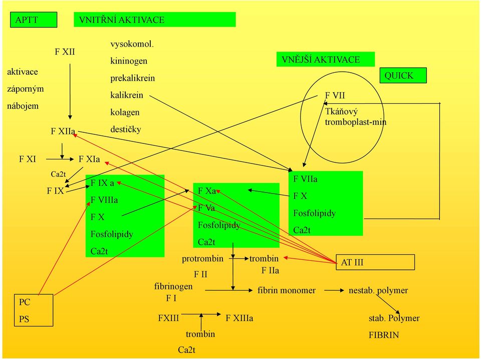 XI F XIa PC Ca2t F IX F IX a F VIIIa F X Fosfolipidy Ca2t F Xa F Va Fosfolipidy Ca2t protrombin F II