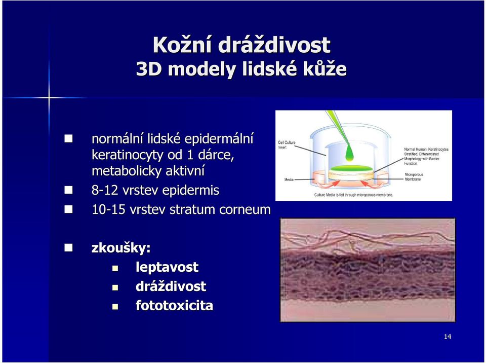 metabolicky aktivní 8-12 vrstev epidermis 10-15 15