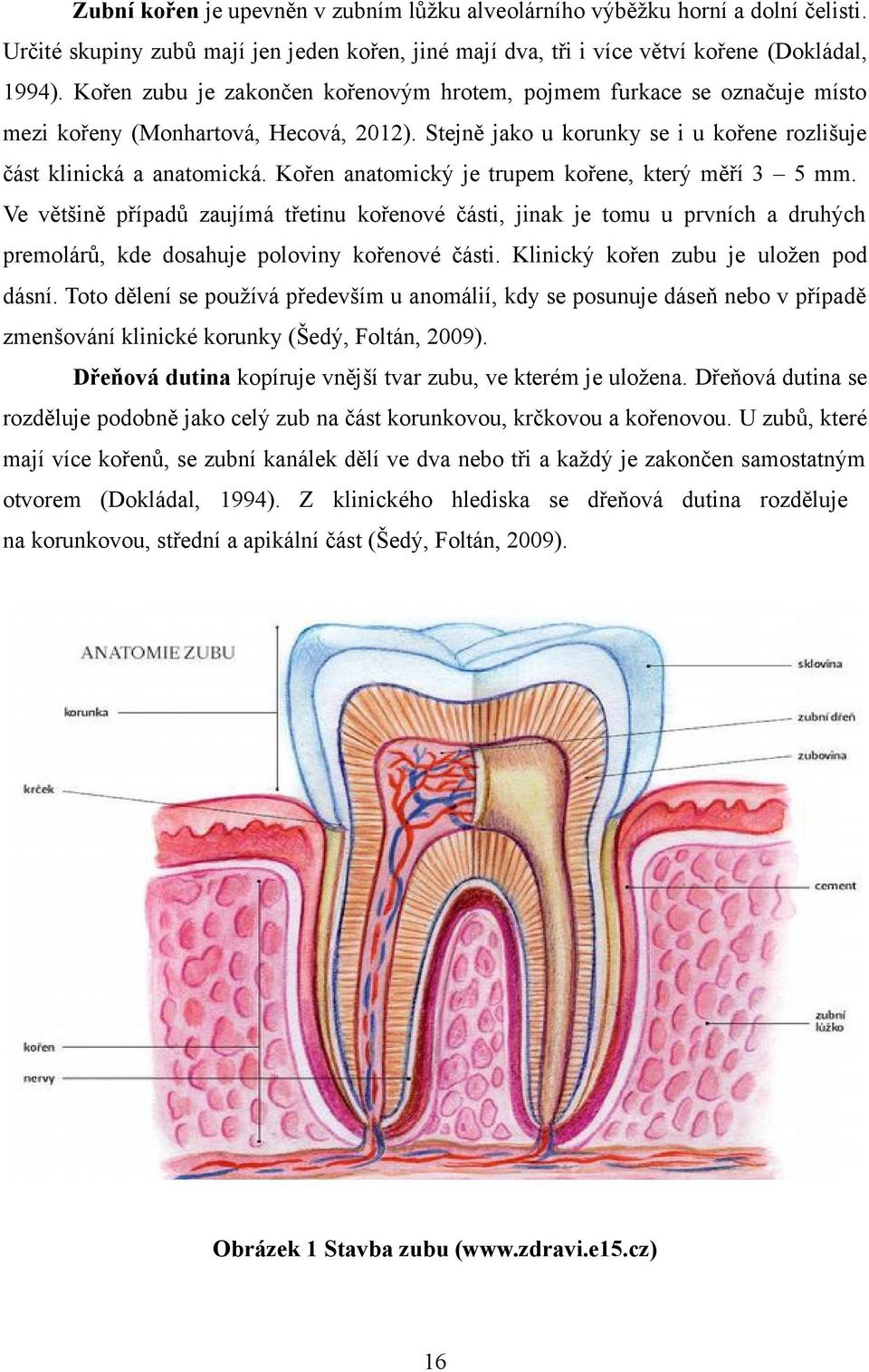 Kořen anatomický je trupem kořene, který měří 3 5 mm. Ve většině případů zaujímá třetinu kořenové části, jinak je tomu u prvních a druhých premolárů, kde dosahuje poloviny kořenové části.