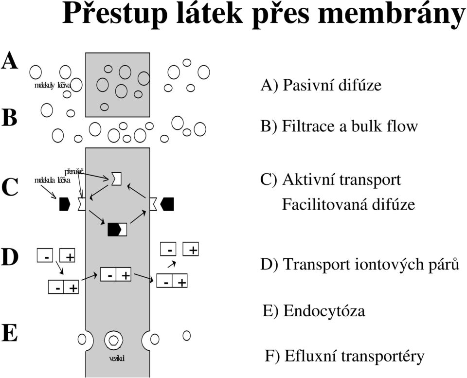 Aktivní transport Facilitovaná difúze D - - + + - + - - + + D)