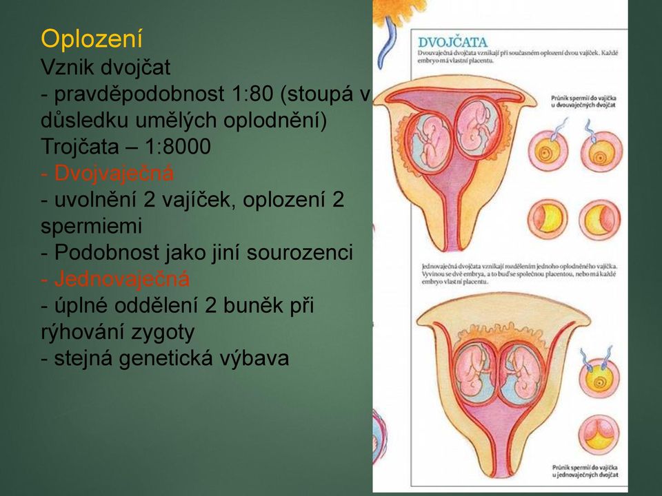 vajíček, oplození 2 spermiemi - Podobnost jako jiní sourozenci -