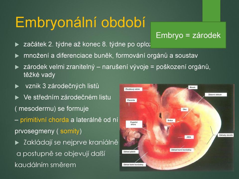 narušení vývoje = poškození orgánů, těžké vady vznik 3 zárodečných listů Ve středním zárodečném listu (