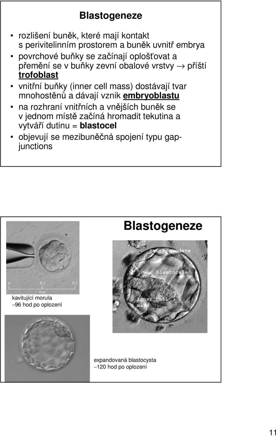 dávají vznik embryoblastu na rozhraní vnitřních a vnějších buněk se v jednom místě začíná hromadit tekutina a vytváří dutinu =