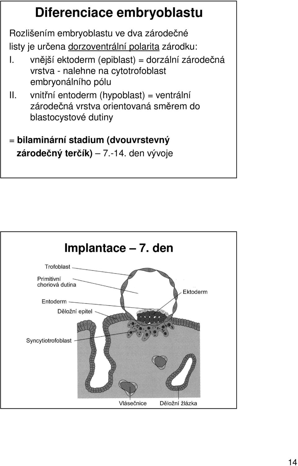 vnější ektoderm (epiblast) = dorzální zárodečná vrstva - nalehne na cytotrofoblast embryonálního pólu II.