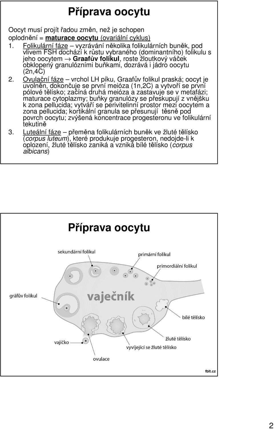 buňkami, dozrává i jádro oocytu (2n,4C) 2.