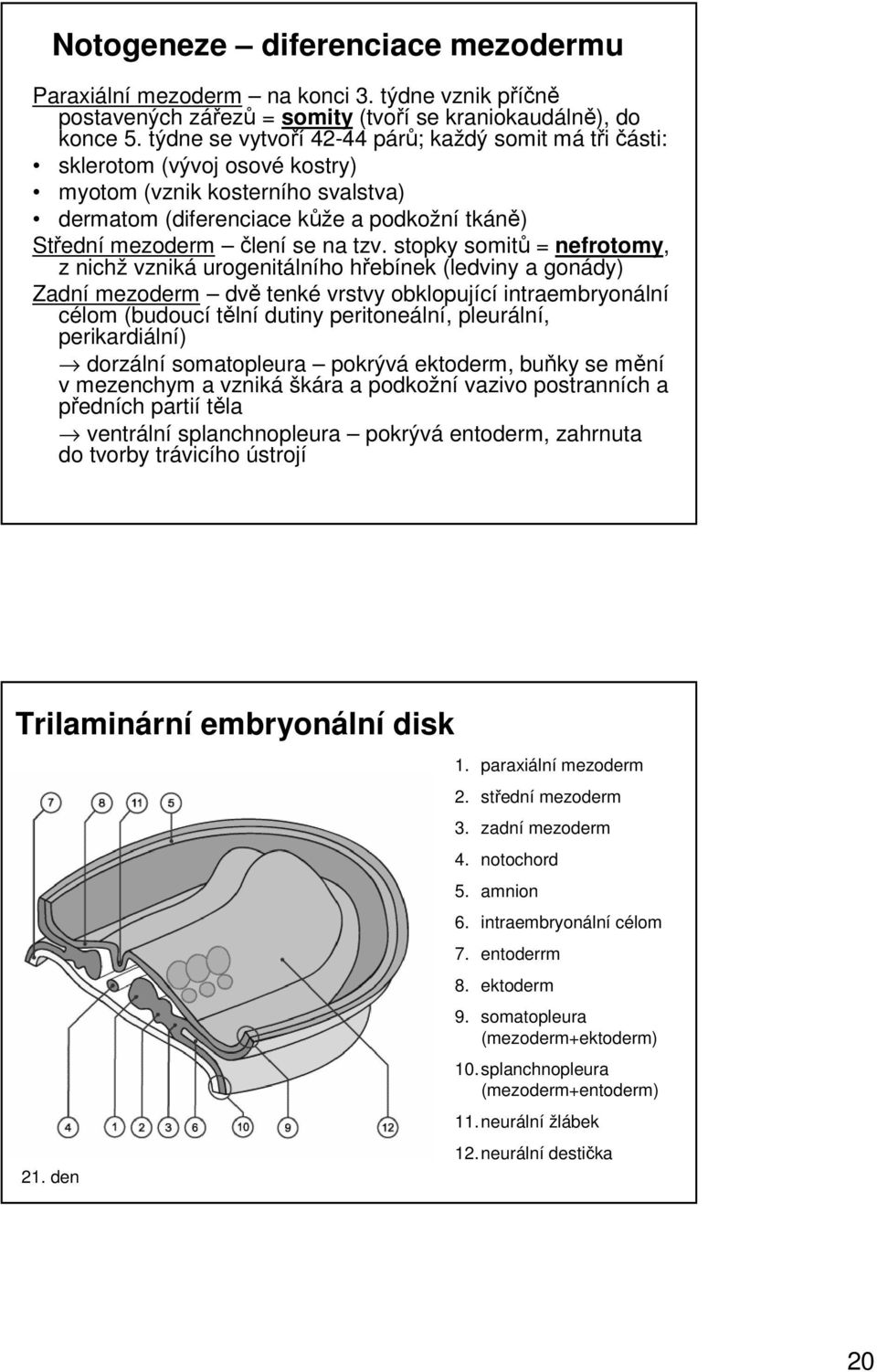 stopky somitů = nefrotomy, z nichž vzniká urogenitálního hřebínek (ledviny a gonády) Zadní mezoderm dvě tenké vrstvy obklopující intraembryonální célom (budoucí tělní dutiny peritoneální, pleurální,