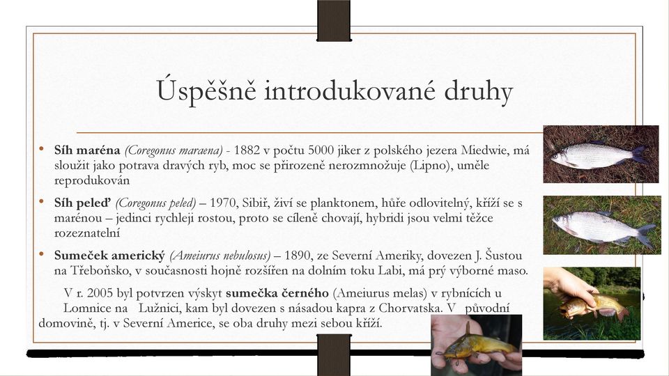 rozeznatelní Sumeček americký (Ameiurus nebulosus) 1890, ze Severní Ameriky, dovezen J. Šustou na Třeboňsko, v současnosti hojně rozšířen na dolním toku Labi, má prý výborné maso. V r.