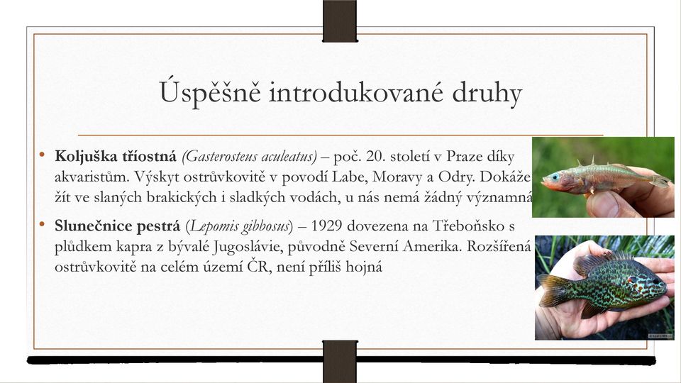 Dokáže žít ve slaných brakických i sladkých vodách, u nás nemá žádný významná.