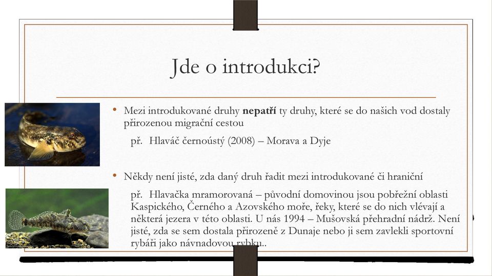 Hlavačka mramorovaná původní domovinou jsou pobřežní oblasti Kaspického, Černého a Azovského moře, řeky, které se do nich vlévají a