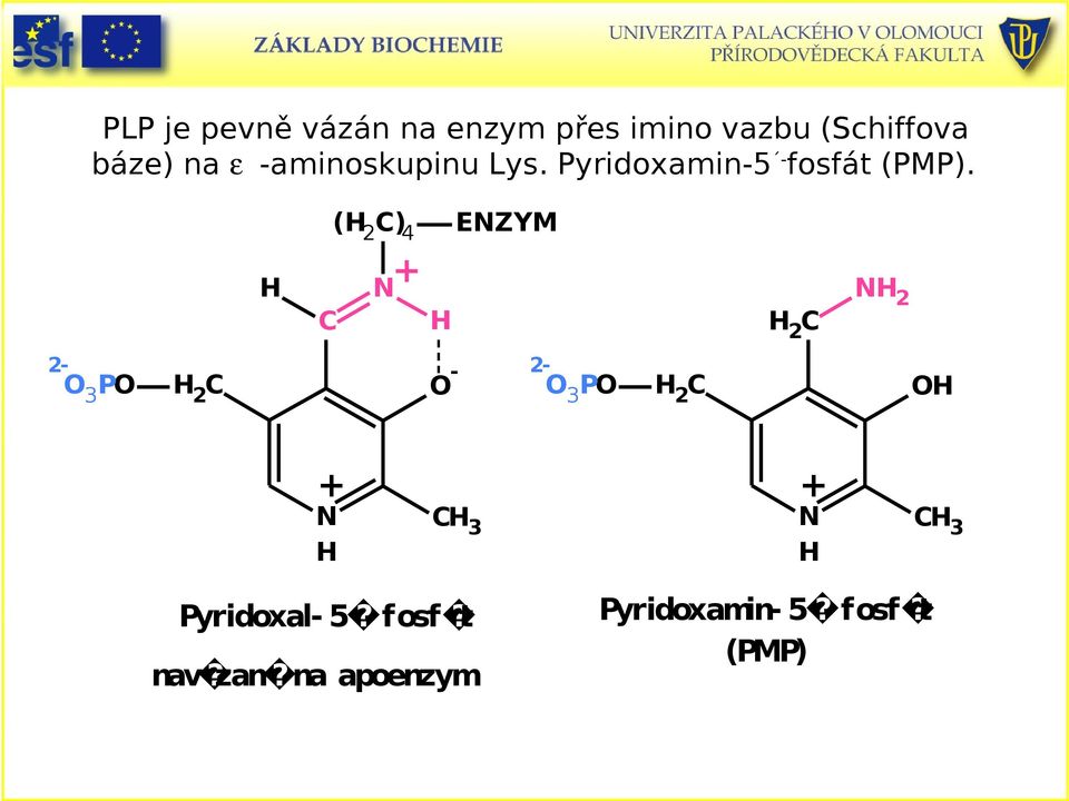 Pyridoxamin5 fosfát (PP).