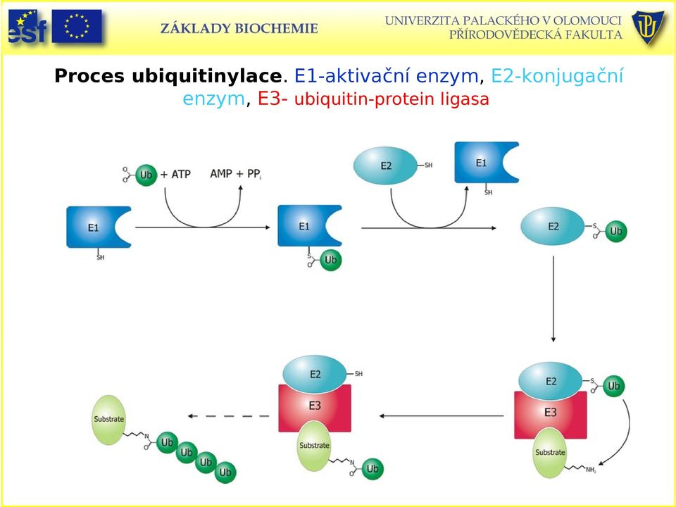 E2konjugační enzym,