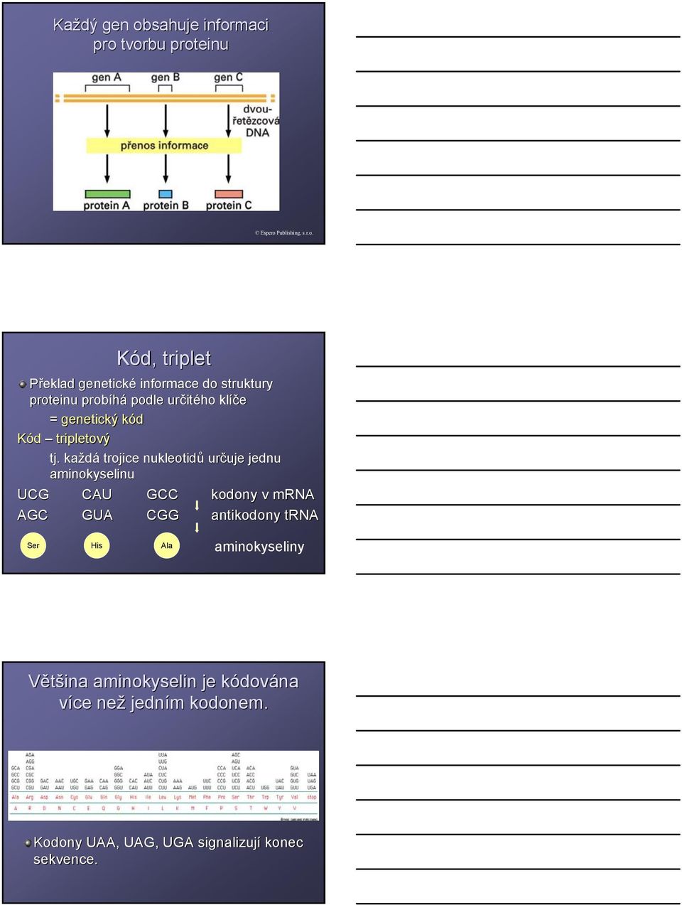 každá trojice nukleotidů určuje uje jednu aminokyselinu UCG AGC CAU GUA GCC CGG kodony v mrna antikodony