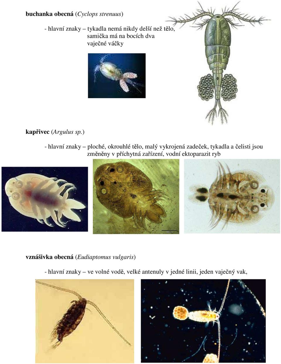 ) - hlavní znaky ploché, okrouhlé tělo, malý vykrojená zadeček, tykadla a čelisti jsou změněny v