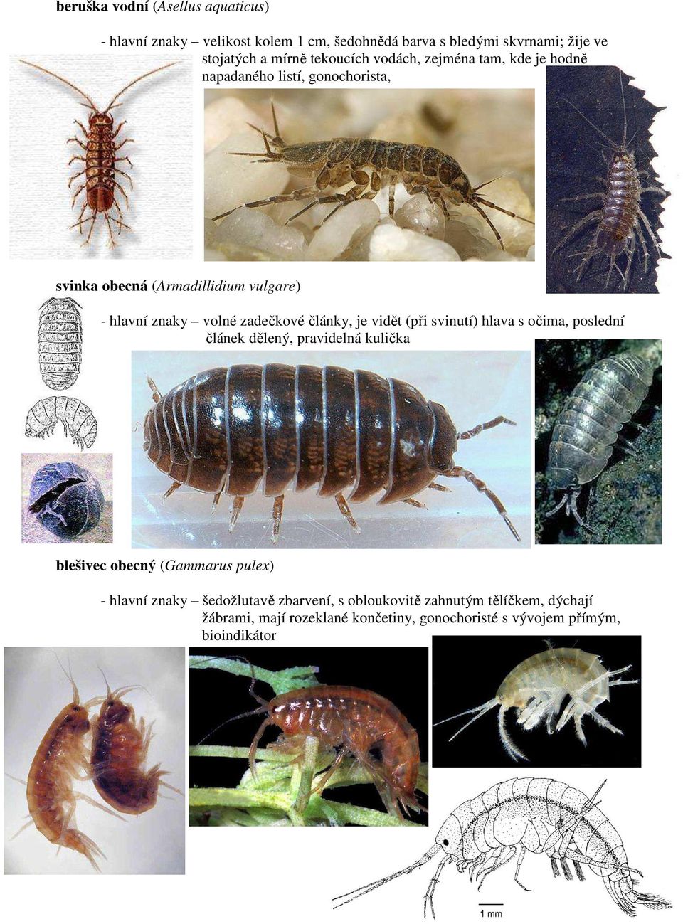 zadečkové články, je vidět (při svinutí) hlava s očima, poslední článek dělený, pravidelná kulička blešivec obecný (Gammarus pulex) -