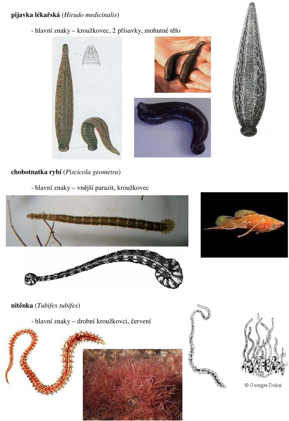 (Piscicola geometra) - hlavní znaky vnější parazit,