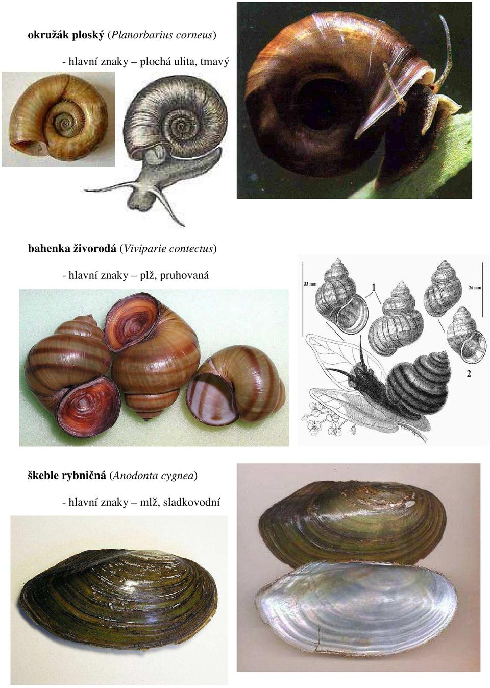 (Viviparie contectus) - hlavní znaky plž, pruhovaná