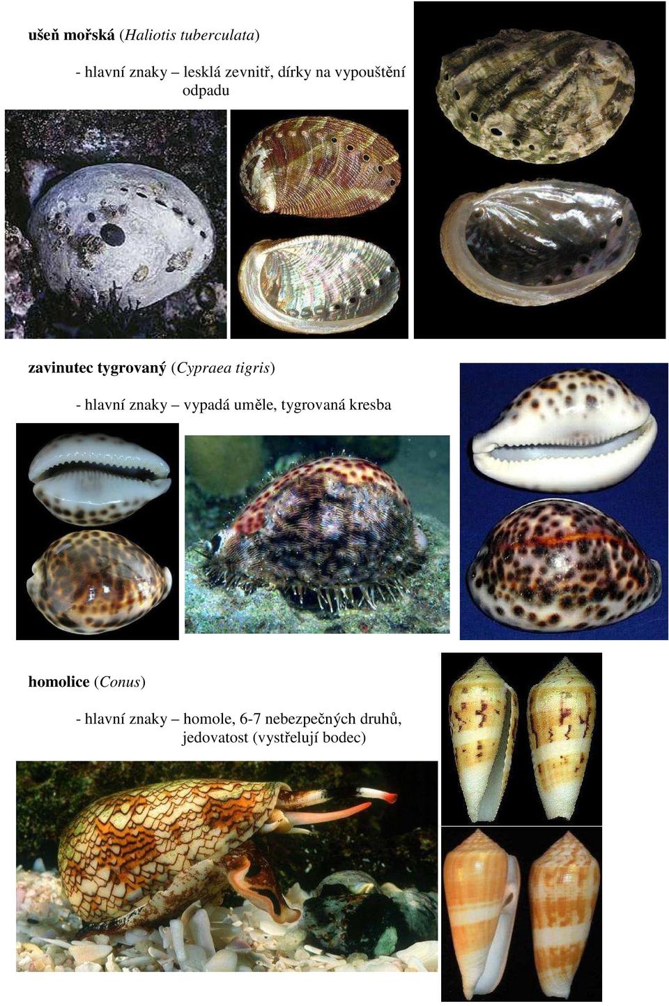 hlavní znaky vypadá uměle, tygrovaná kresba homolice (Conus) -