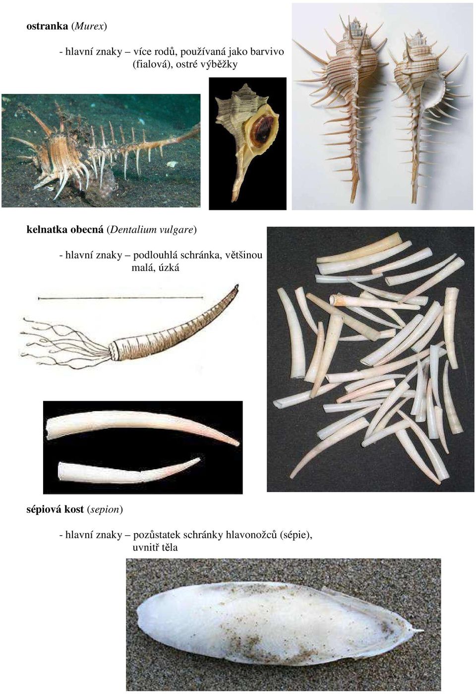 hlavní znaky podlouhlá schránka, většinou malá, úzká sépiová kost