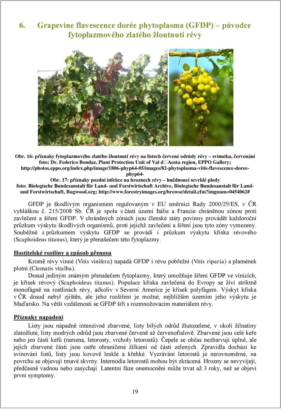 Federico Bondaz, Plant Protection Unit of Val daosta region, EPPO Gallery; http://photos.eppo.org/index.php/image/1806-phyp64-05/images/82-phytoplasma-vitis-flavescence-doree- phyp64- Obr.