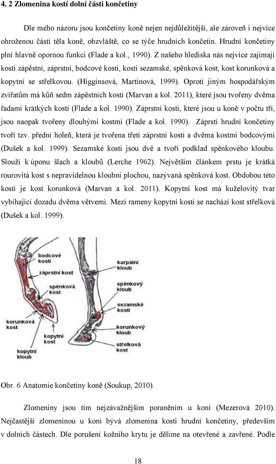 Z našeho hlediska nás nejvíce zajímají kosti zápěstní, záprstní, bodcové kosti, kosti sezamské, spěnková kost, kost korunková a kopytní se střelkovou. (Higginsová, Martinová, 1999).