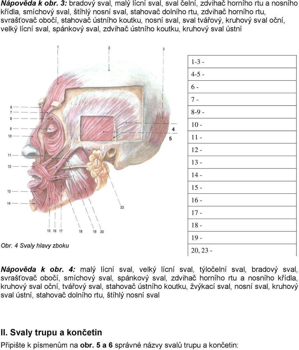 koutku, nosní sval, sval tvářový, kruhový sval oční, velký lícní sval, spánkový sval, zdvihač ústního koutku, kruhový sval ústní 1-3 - 4-5 - 6-7 - 8-9 - 10-11 - 12-13 - 14-15 - 16-17 - 18 - Obr.
