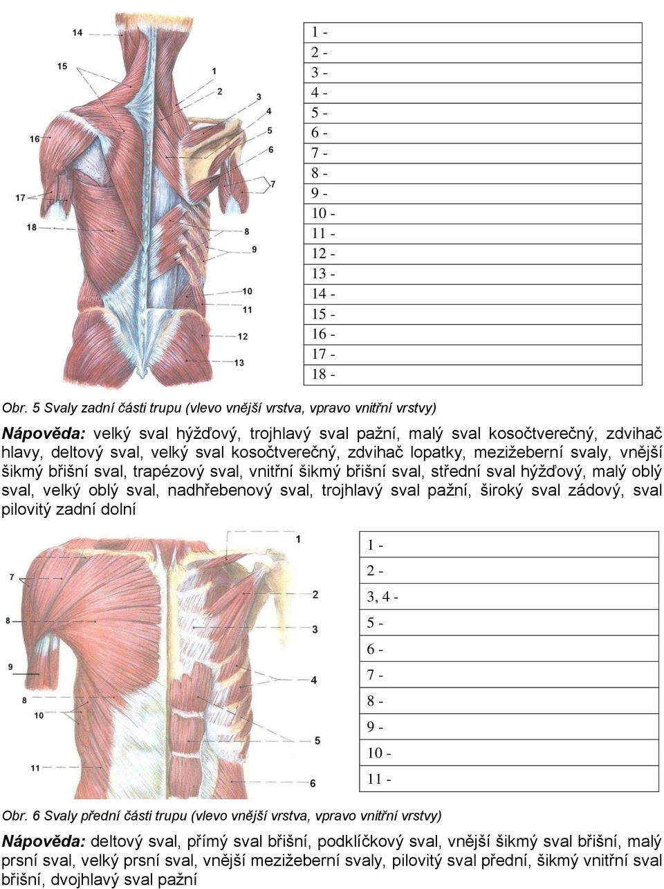 kosočtverečný, zdvihač lopatky, meziţeberní svaly, vnější šikmý břišní sval, trapézový sval, vnitřní šikmý břišní sval, střední sval hýţďový, malý oblý sval, velký oblý sval, nadhřebenový sval,
