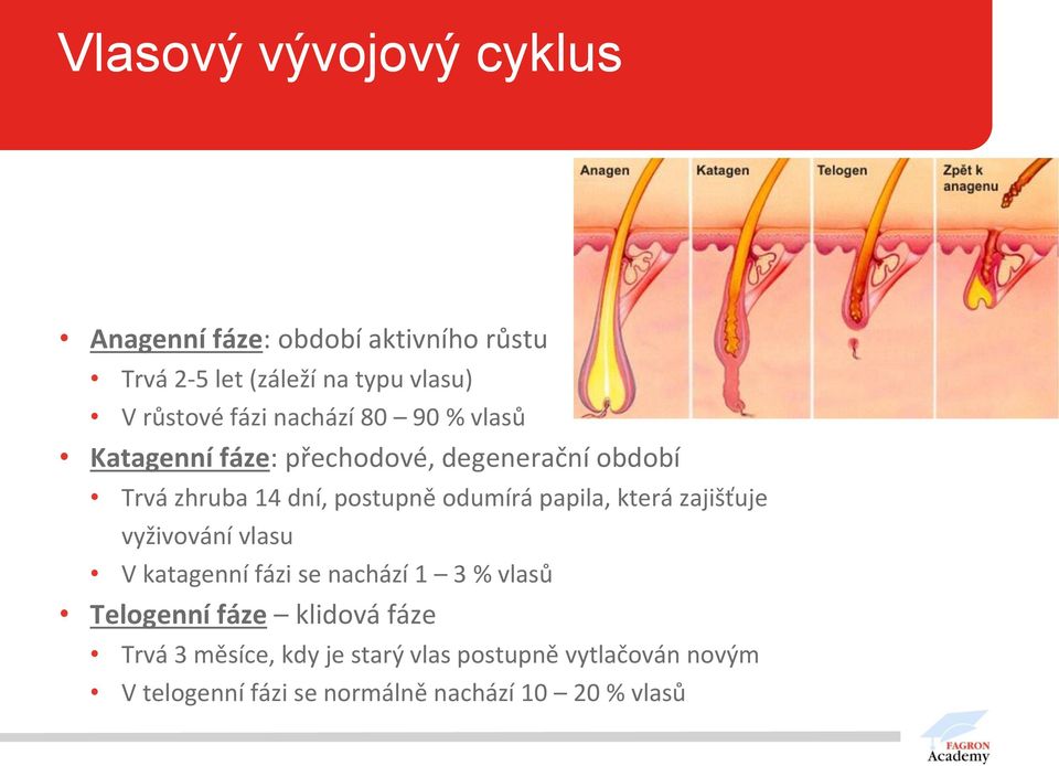 odumírá papila, která zajišťuje vyživování vlasu V katagenní fázi se nachází 1 3 % vlasů Telogenní fáze