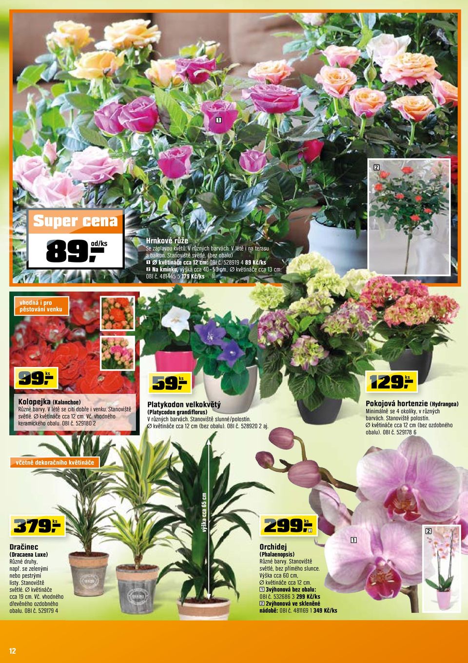 Stanoviště světlé. květináče cca cm. Vč. vhodného keramického obalu. OBI č. 5980 59 Platykodon velkokvětý (Platycodon grandiflorus) V různých barvách. Stanoviště slunné/polostín.