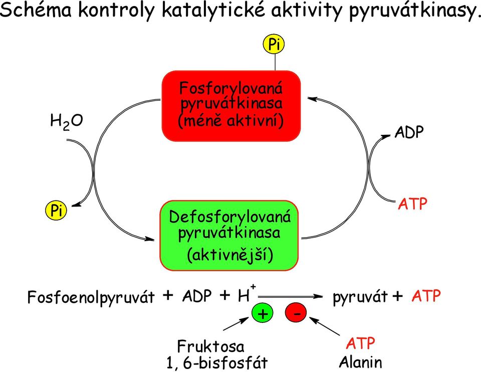 Defosforylovaná pyruvátkinasa (aktivnější) ATP