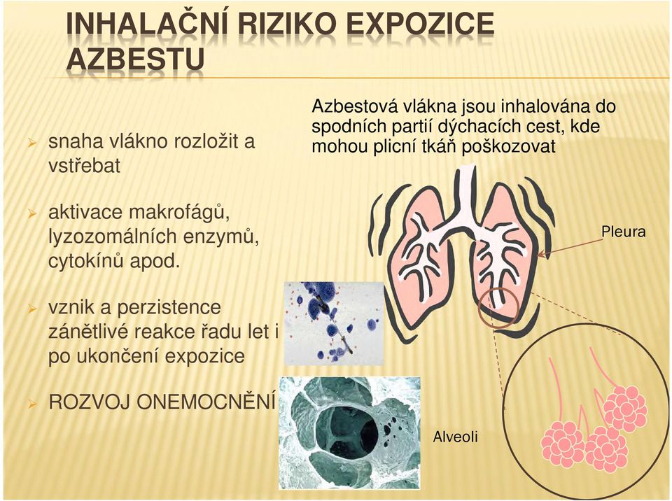 Azbestová vlákna jsou inhalována do spodních partií dýchacích cest, kde mohou
