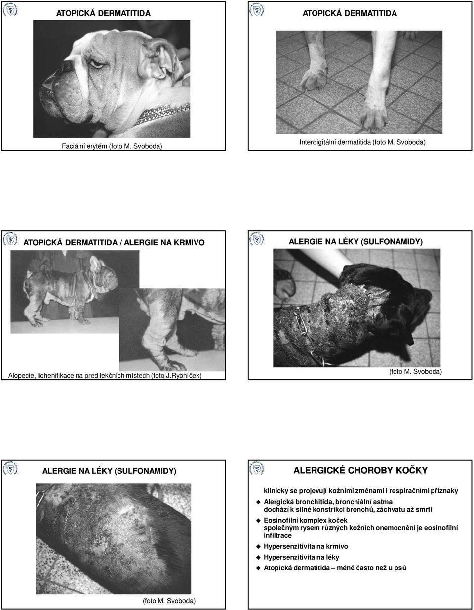 Rybníček) ALERGICKÉ CHOROBY KOČKY ALERGIE NA LÉKY (SULFONAMIDY) klinicky se projevují kožními změnami i respiračními příznaky (foto M.